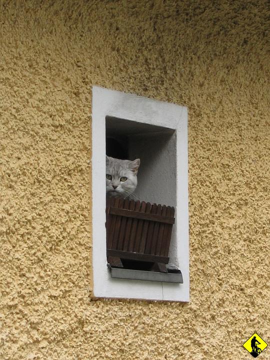 Karta1_ 263.jpg - Tego oto małego kolegę starałem się podejść na kilka sposobów. Za każdym razem chował się głęboko w małe okienko. Postanowiłem zniknąć z jego pola widzenia, wyczekałem i ukradłem dusze :)